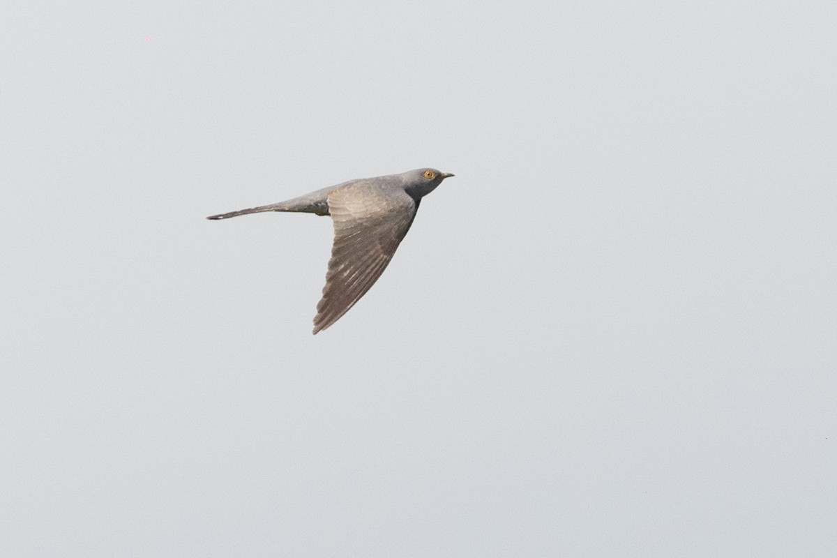 Common Cuckoo - Honza Grünwald