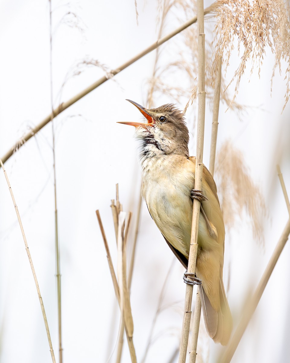 Great Reed Warbler - Honza Grünwald