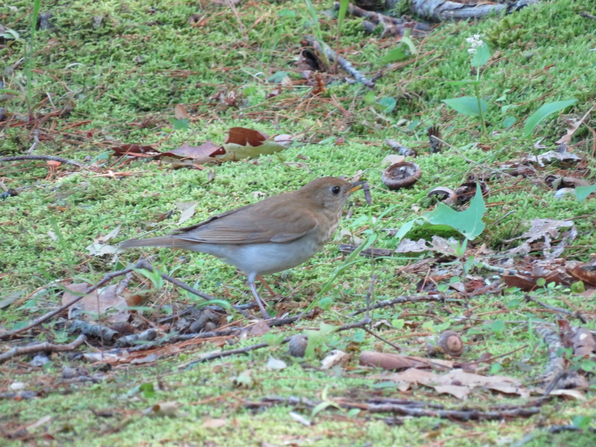 Veery - scott baldinger