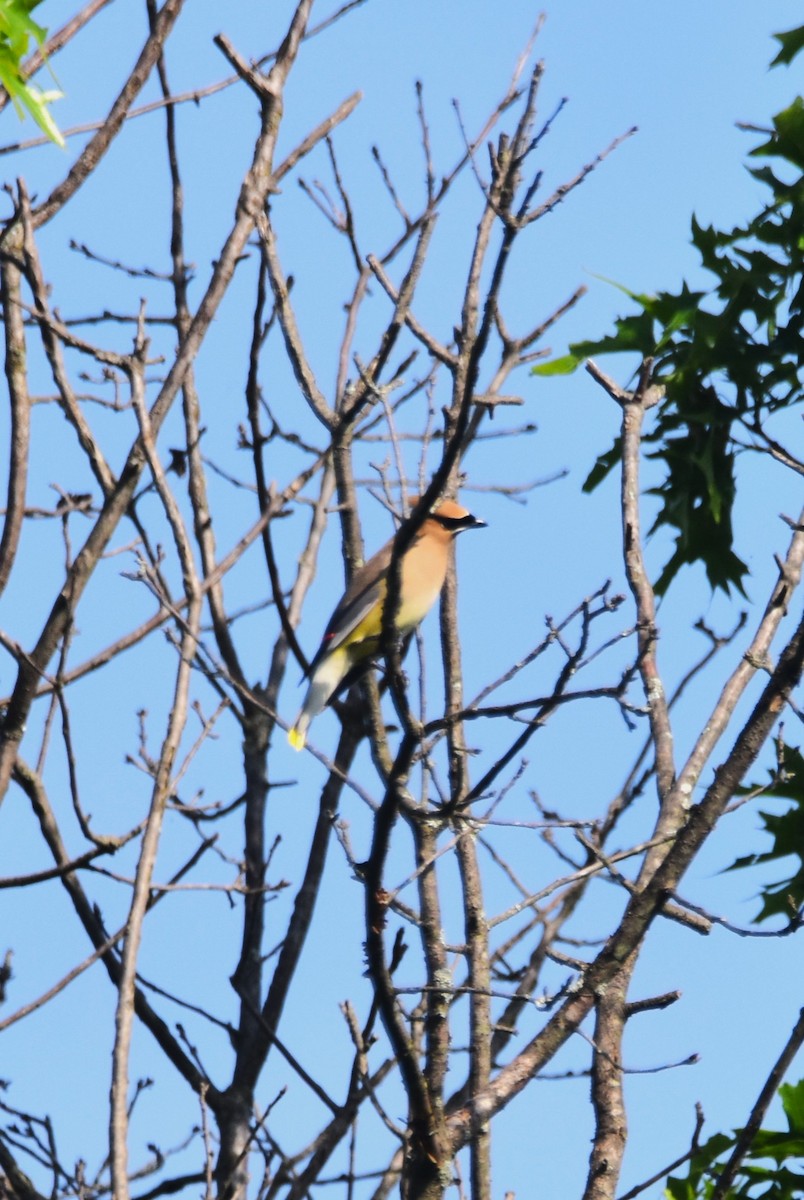 Cedar Waxwing - Old Sam Peabody