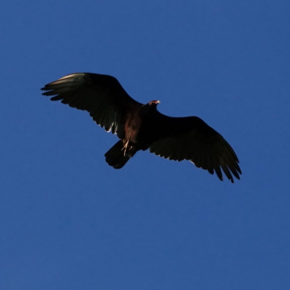 Turkey Vulture - S Rama Chandran