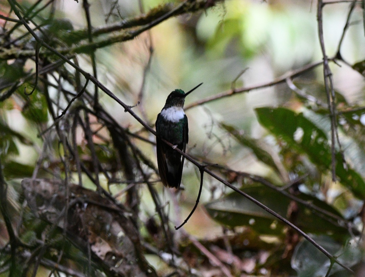 Collared Inca - Paul Vandenbussche