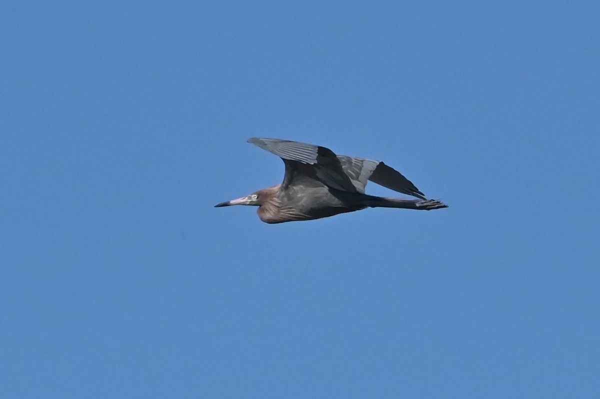 Reddish Egret - ML619539012