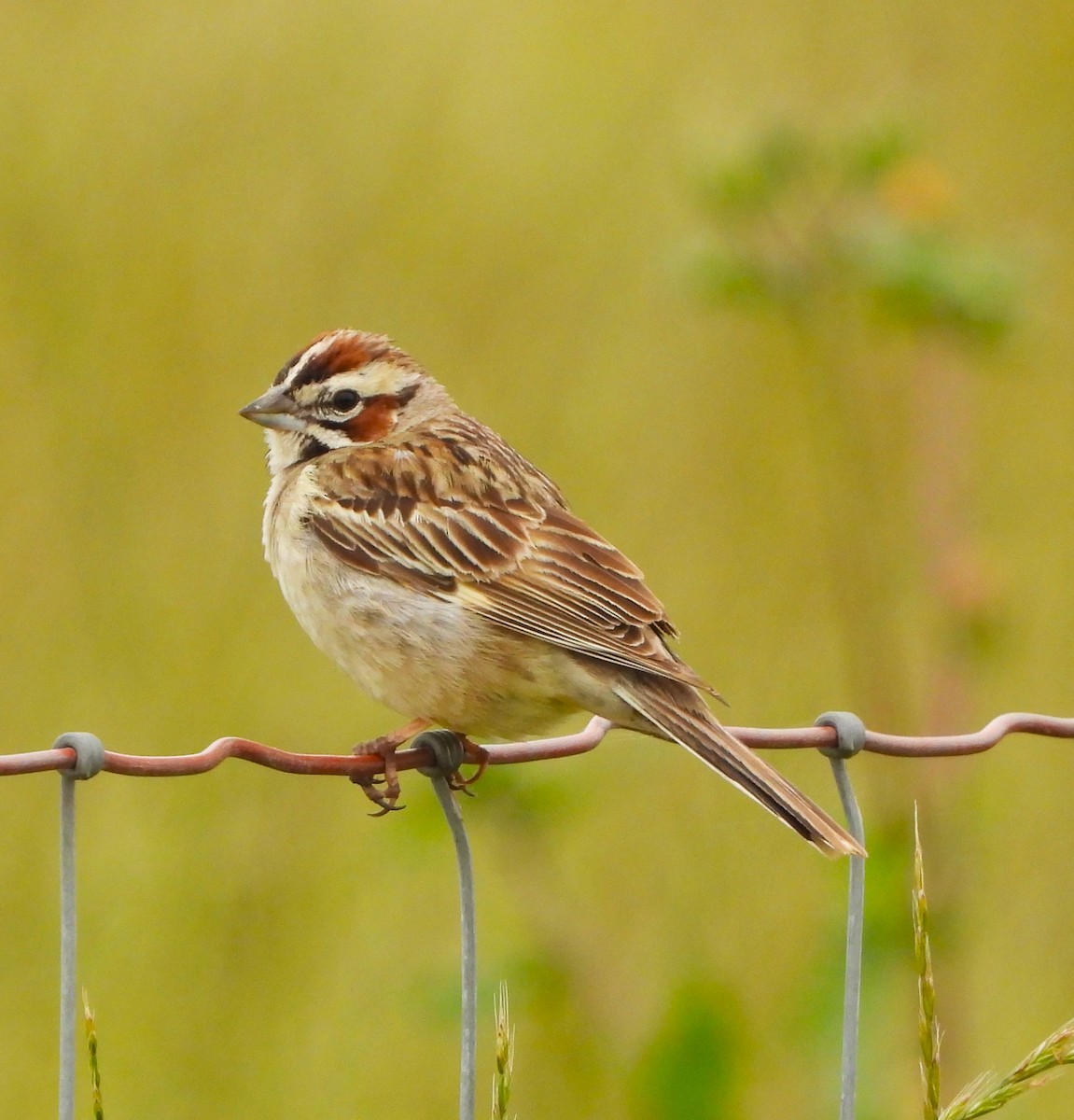 Lark Sparrow - Lynn Scarlett