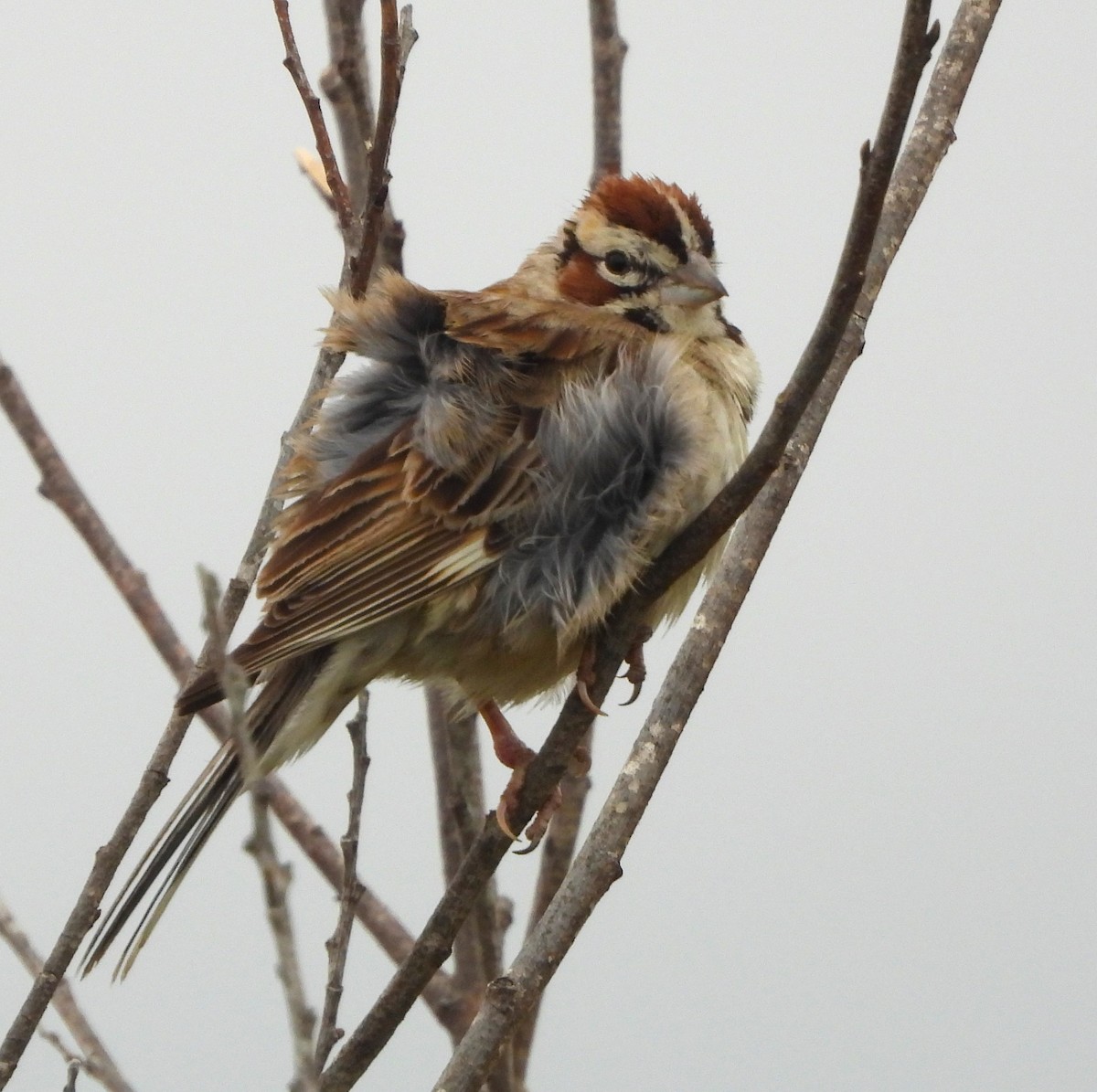 Lark Sparrow - Lynn Scarlett