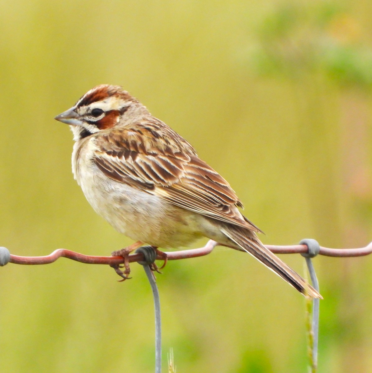 Lark Sparrow - Lynn Scarlett