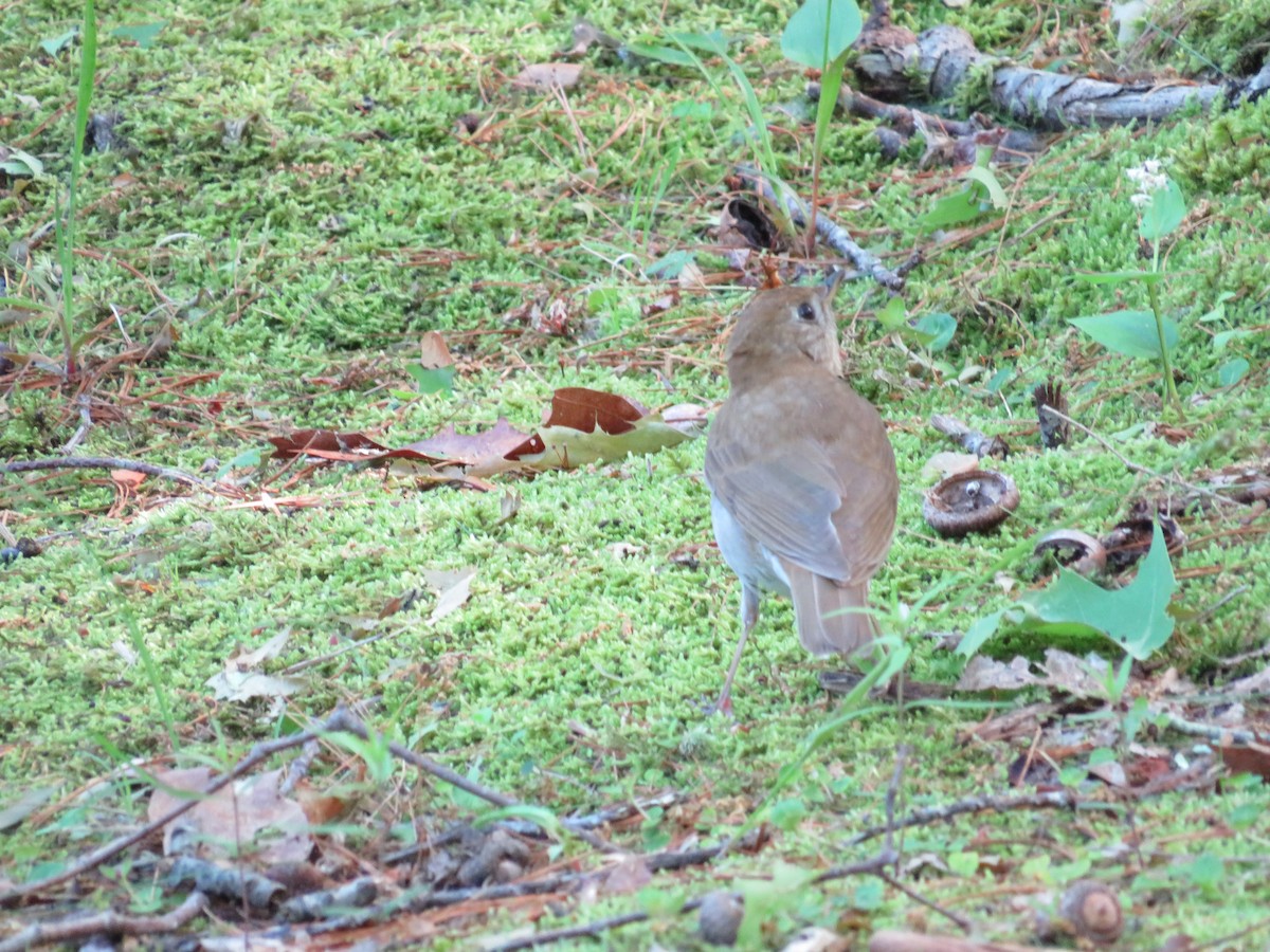 Veery - scott baldinger