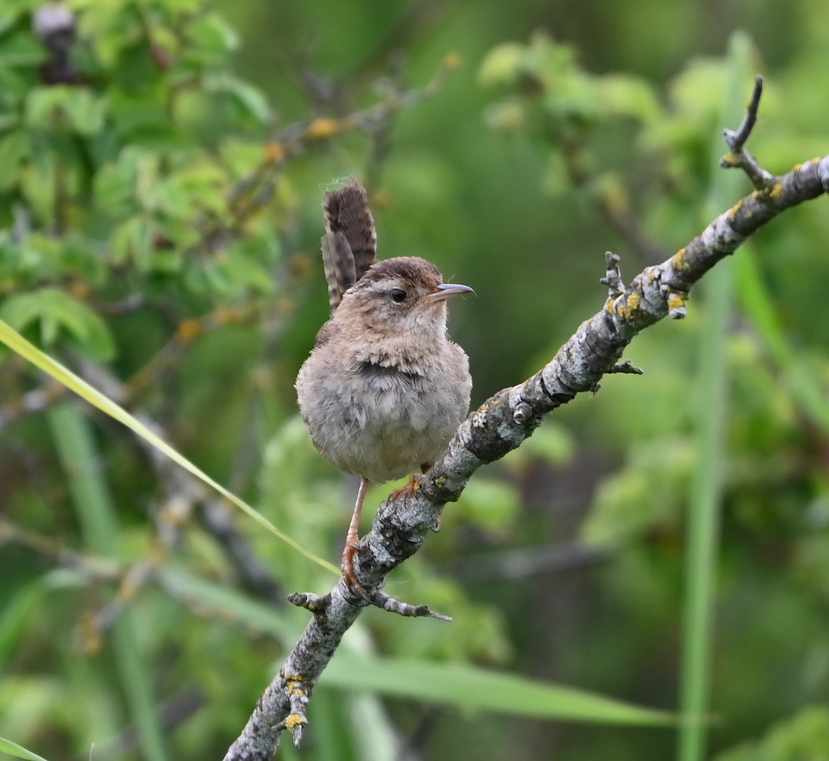 Marsh Wren - Ralph Erickson