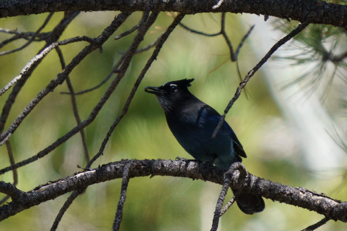 Steller's Jay - Conor Tompkins