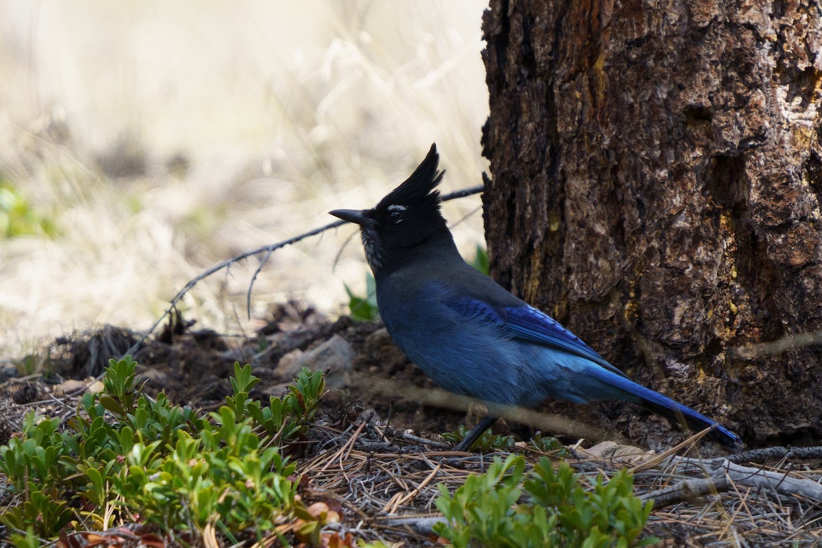 Steller's Jay - Conor Tompkins