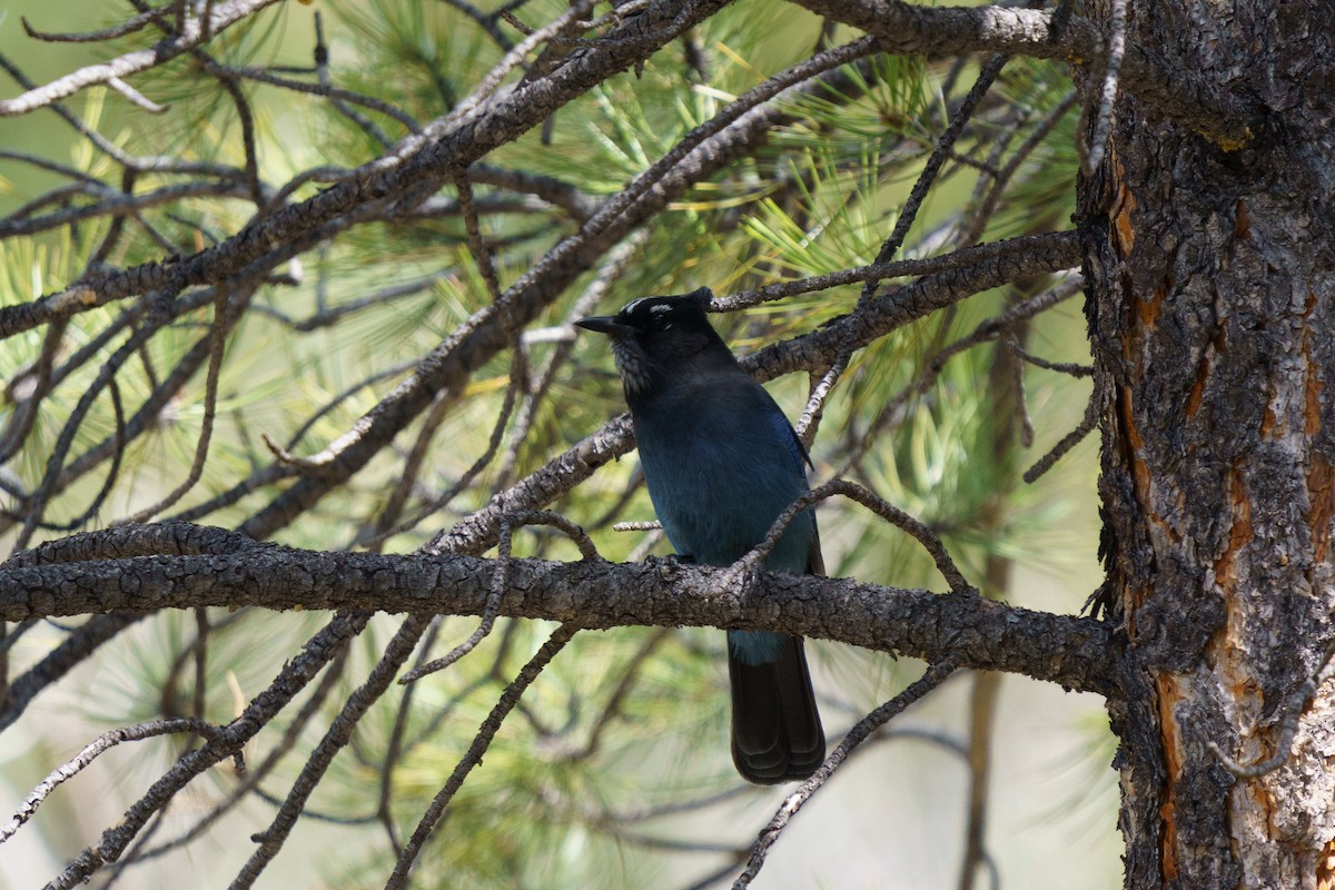 Steller's Jay - Conor Tompkins