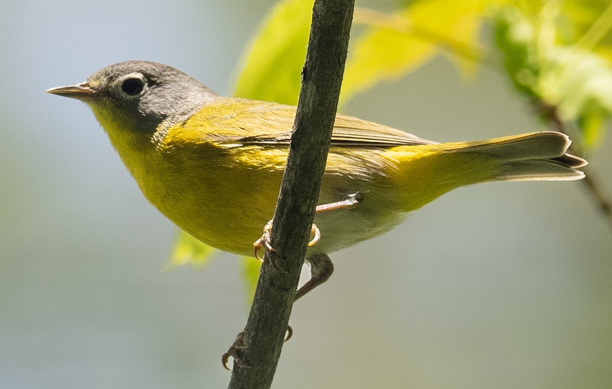 Nashville Warbler - Lynn Chapman