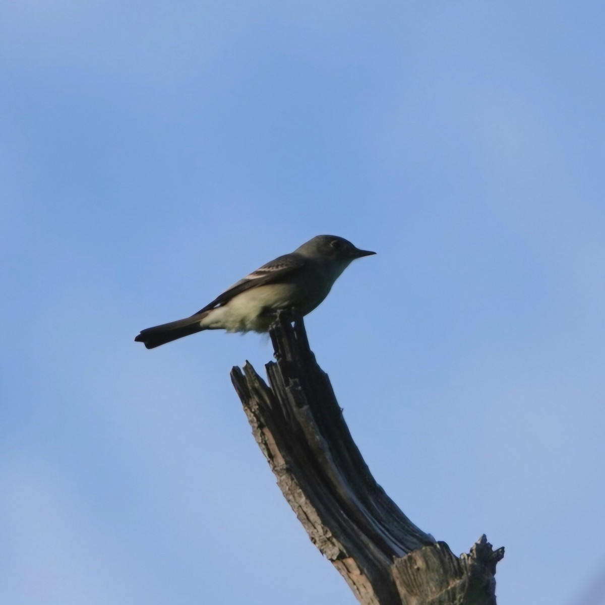 Eastern Wood-Pewee - S Rama Chandran