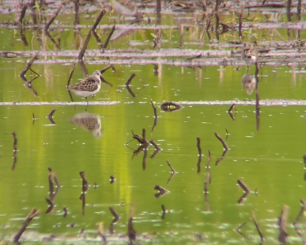 Semipalmated Sandpiper - Tom Nagel