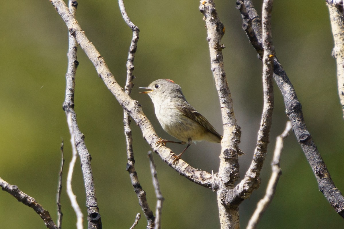 Ruby-crowned Kinglet - Conor Tompkins