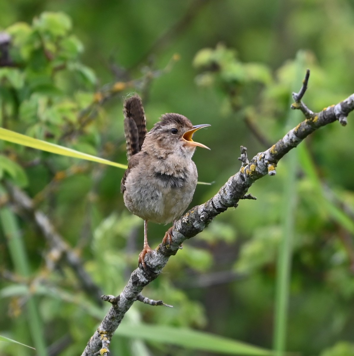 Marsh Wren - Ralph Erickson