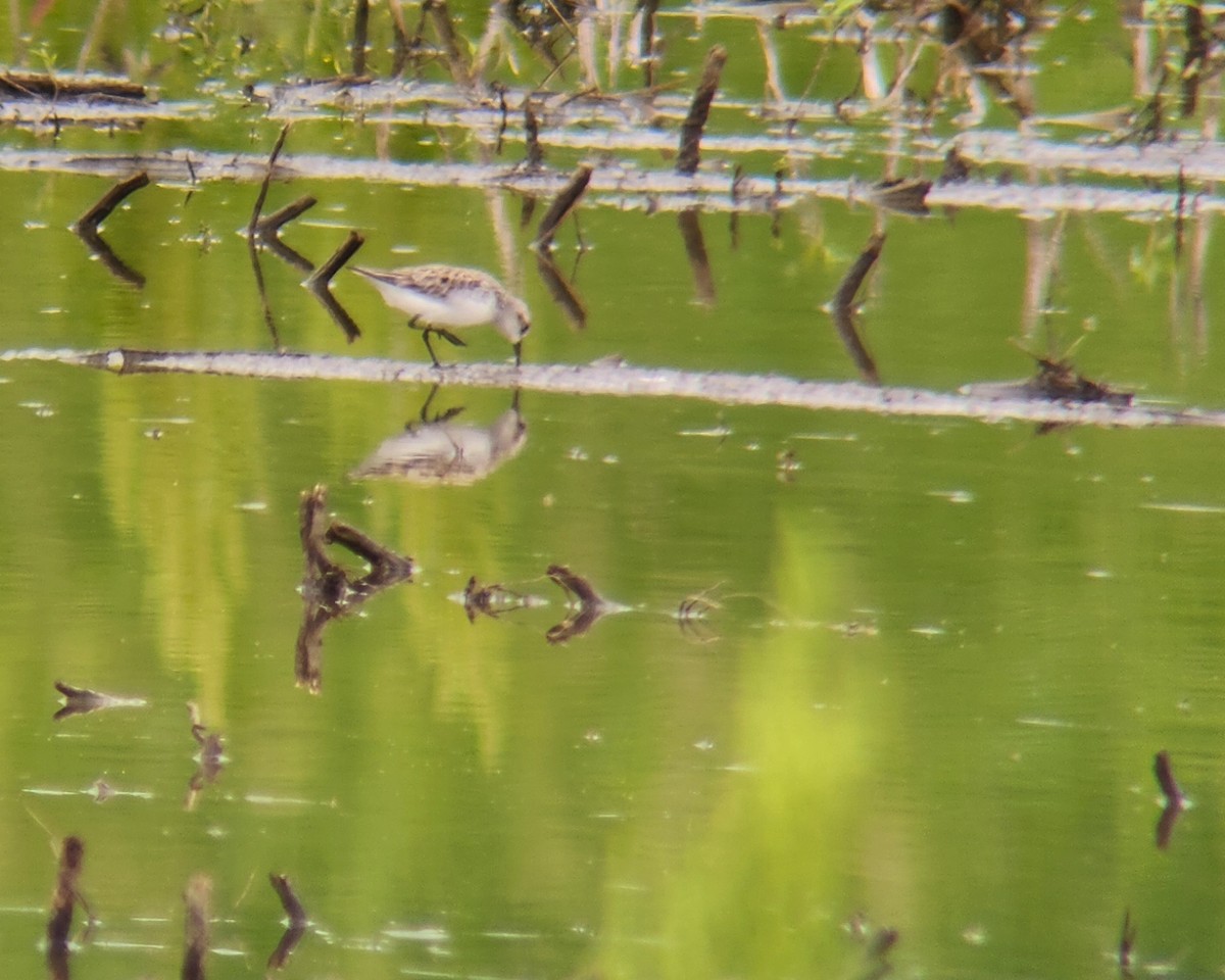 Semipalmated Sandpiper - Tom Nagel