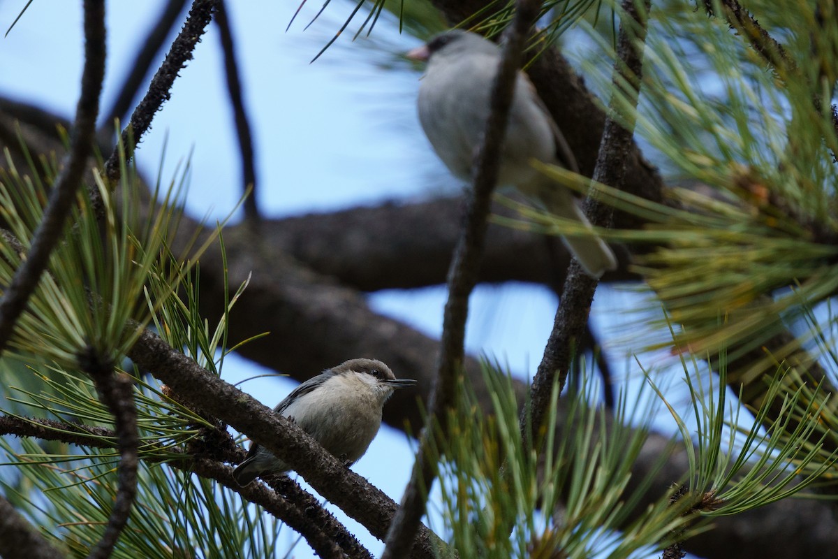 Pygmy Nuthatch - Conor Tompkins