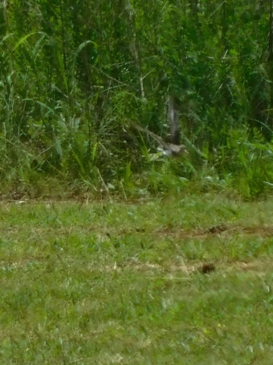 Spotted Sandpiper - Billy Falls