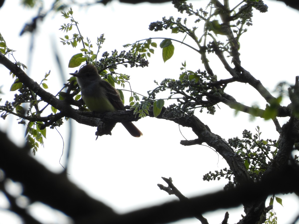 Great Crested Flycatcher - Red x