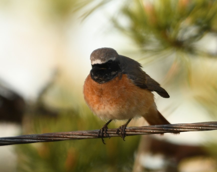 Common Redstart - Sunanda Vinayachandran