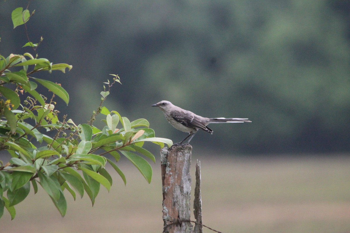 Tropical Mockingbird - Paul 🐈🔭🦜 Rodríguez @elpuma