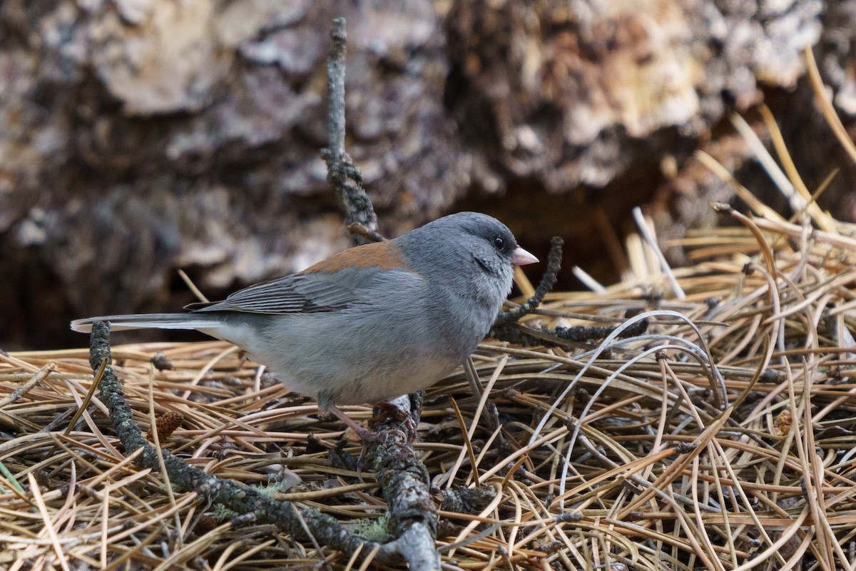 Junco Ojioscuro (caniceps) - ML619539051