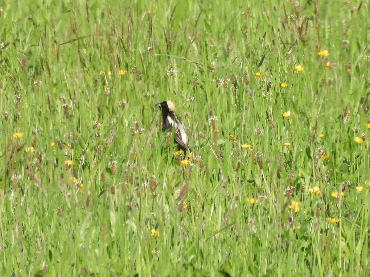 Bobolink - Lisa Schibley