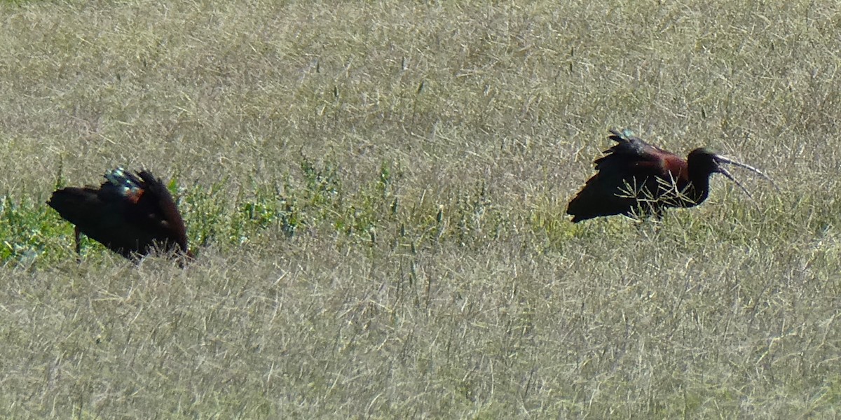 White-faced Ibis - ML619539055