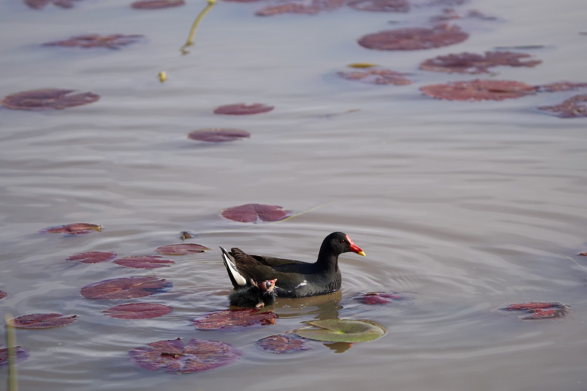 Eurasian Moorhen - Nick Leiby