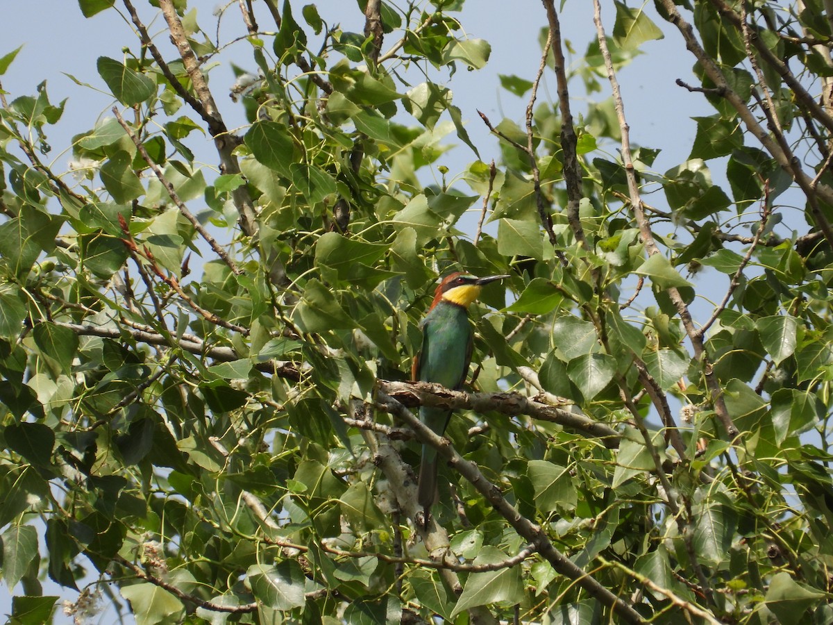 European Bee-eater - ML619539059