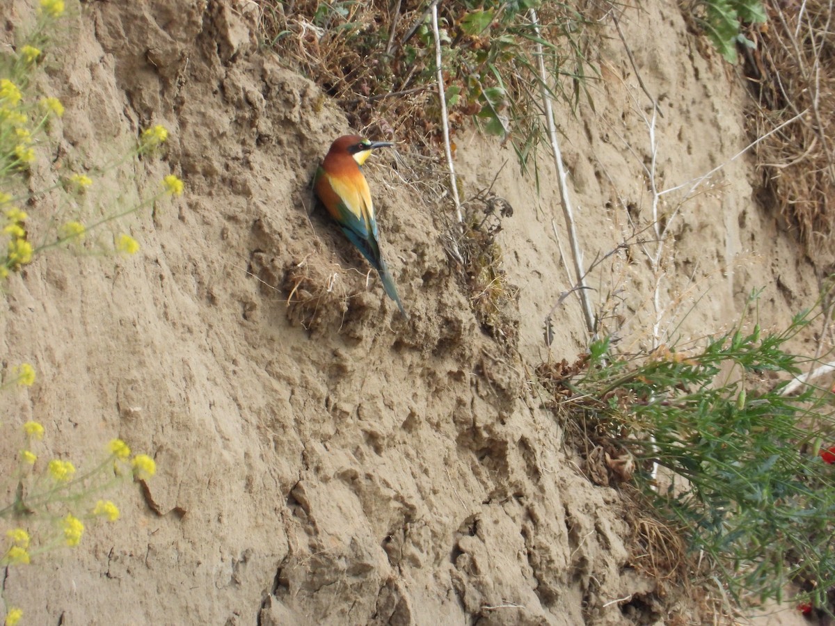 European Bee-eater - ML619539060