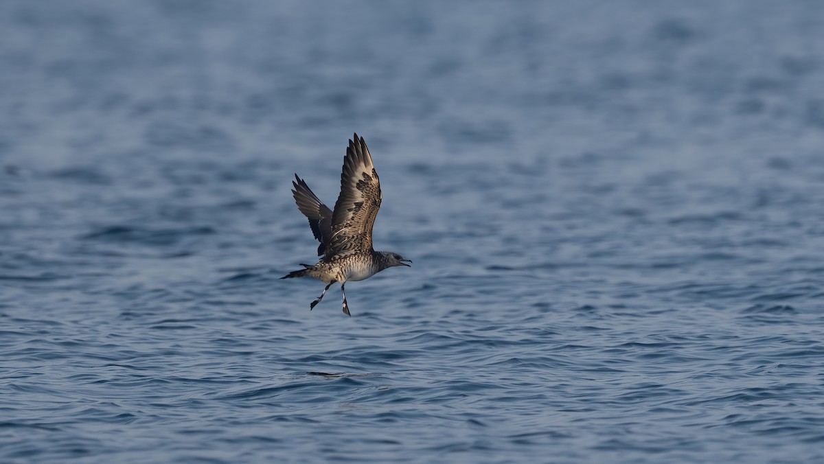 Parasitic Jaeger - Nasir Almehrzi