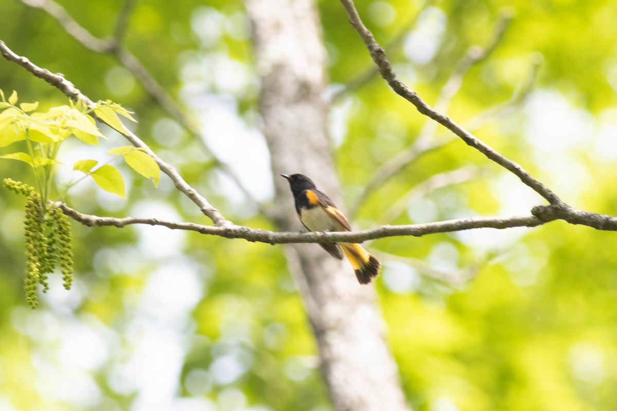 American Redstart - Ed Vigezzi