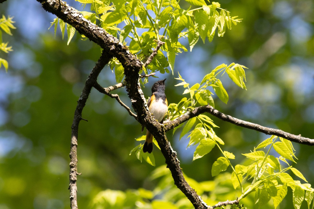 American Redstart - Ed Vigezzi