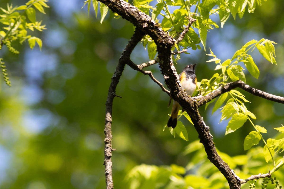 American Redstart - ML619539070