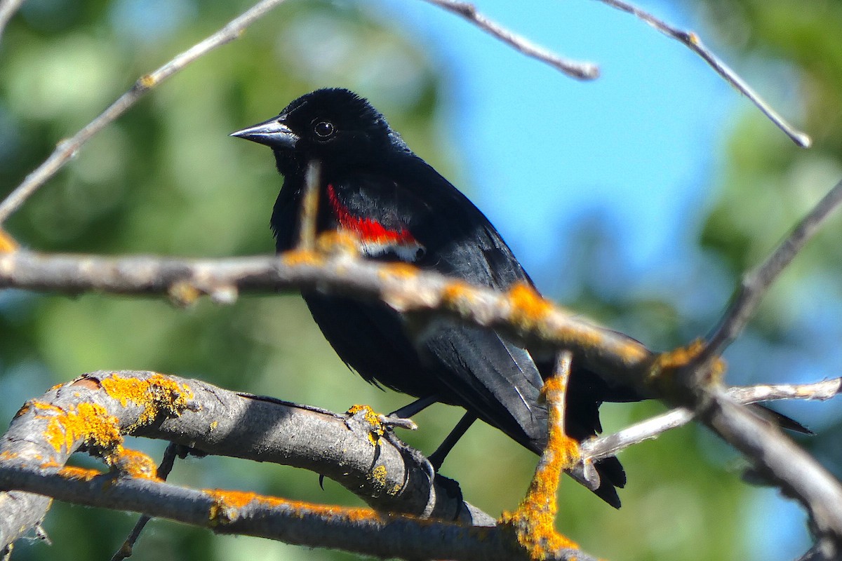 Tricolored Blackbird - D Krajnovich