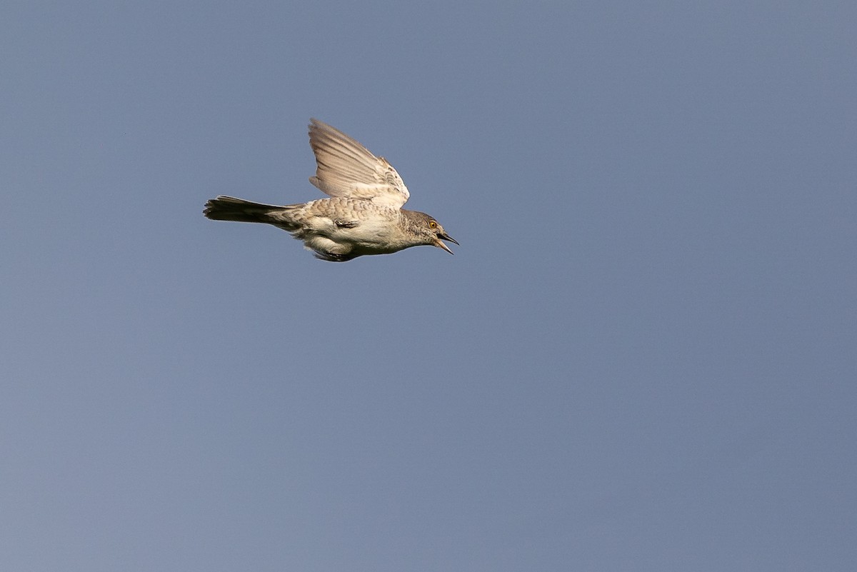 Barred Warbler - Honza Grünwald