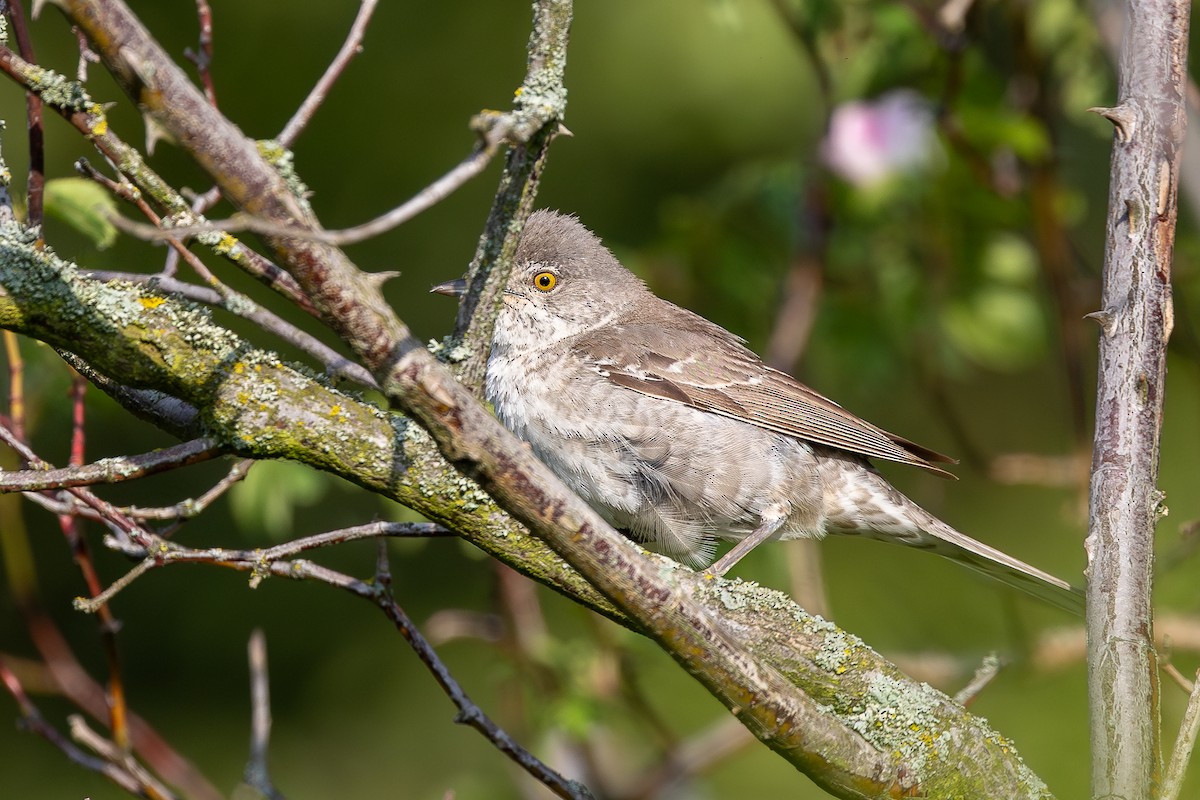 Barred Warbler - Honza Grünwald