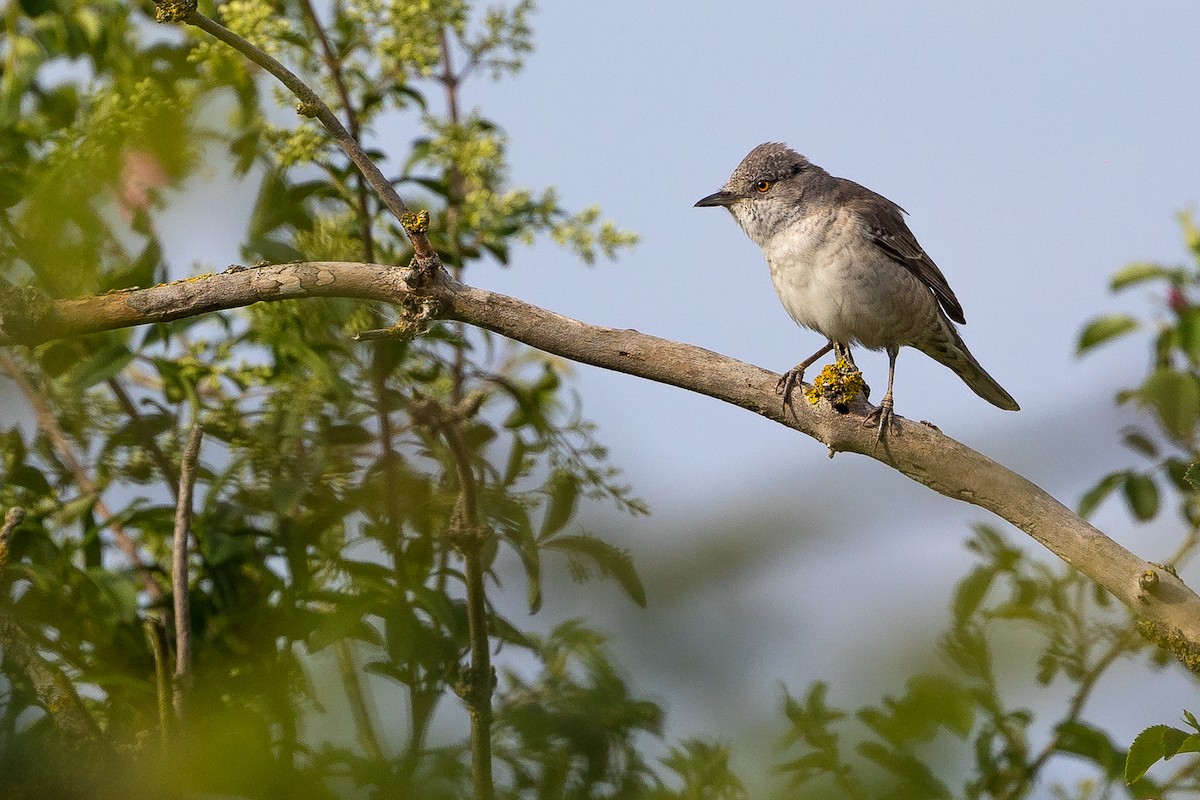 Barred Warbler - Honza Grünwald