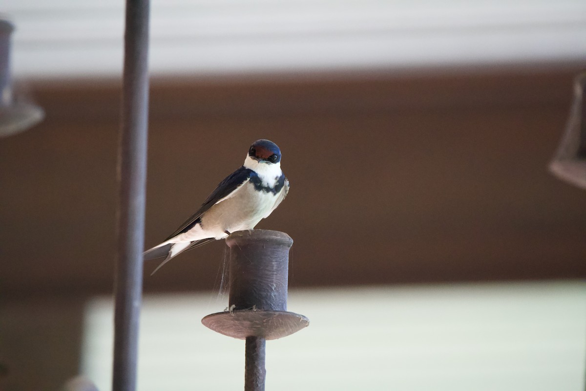 White-throated Swallow - Nick Leiby