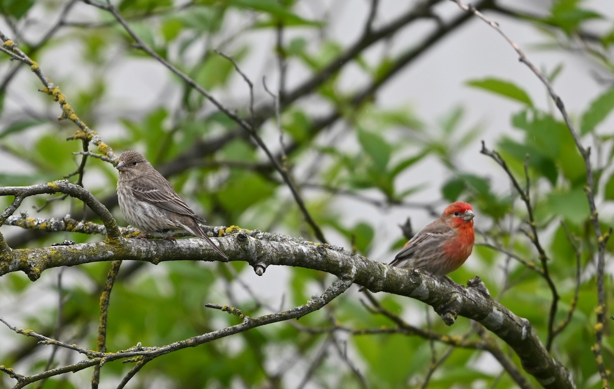 House Finch - Ralph Erickson