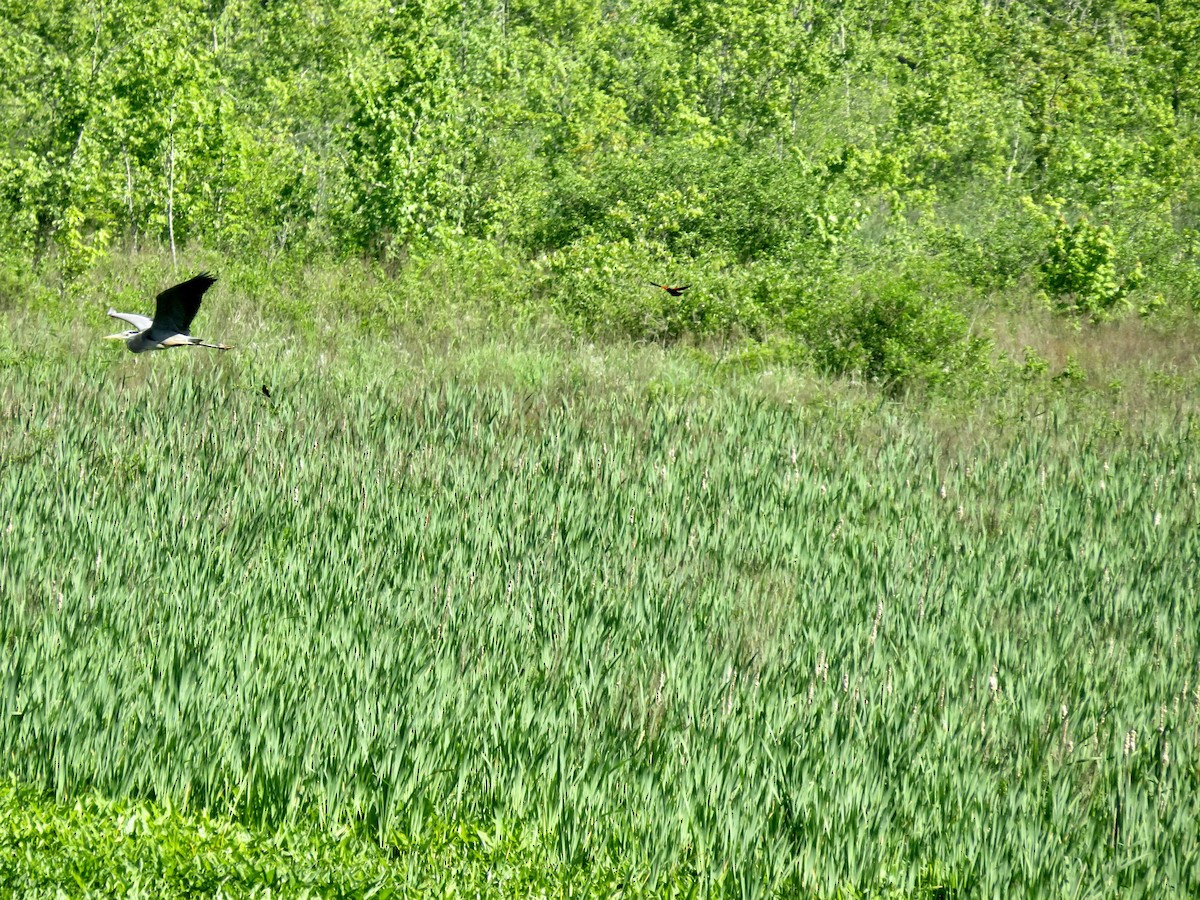 Great Blue Heron - scott baldinger