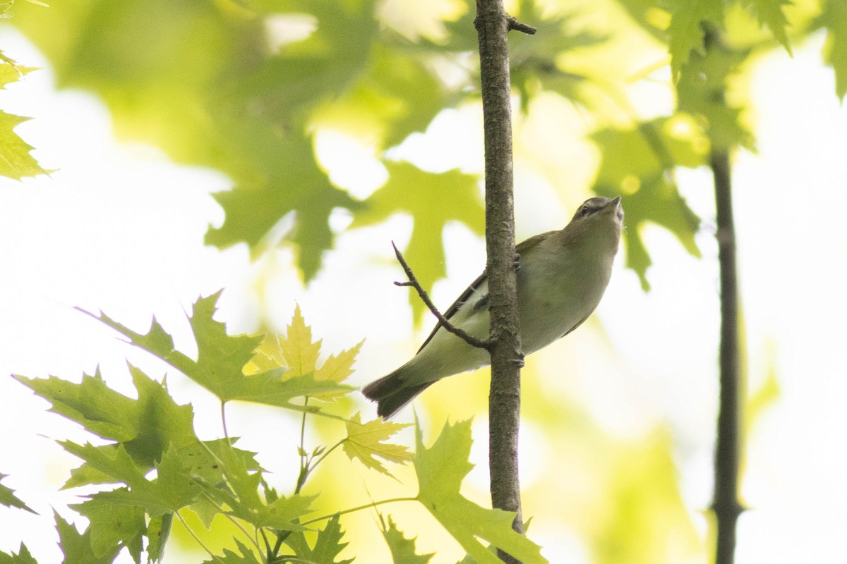 Red-eyed Vireo - Ed Vigezzi