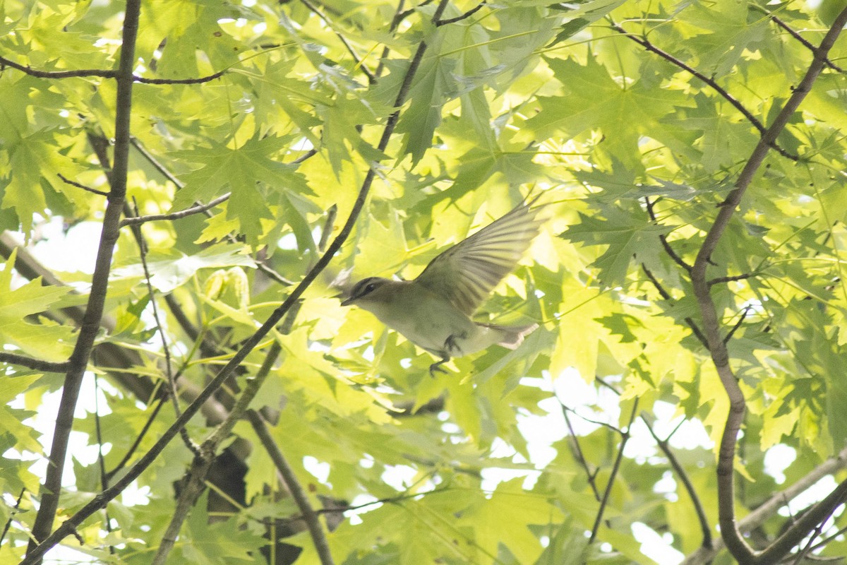 Red-eyed Vireo - Ed Vigezzi