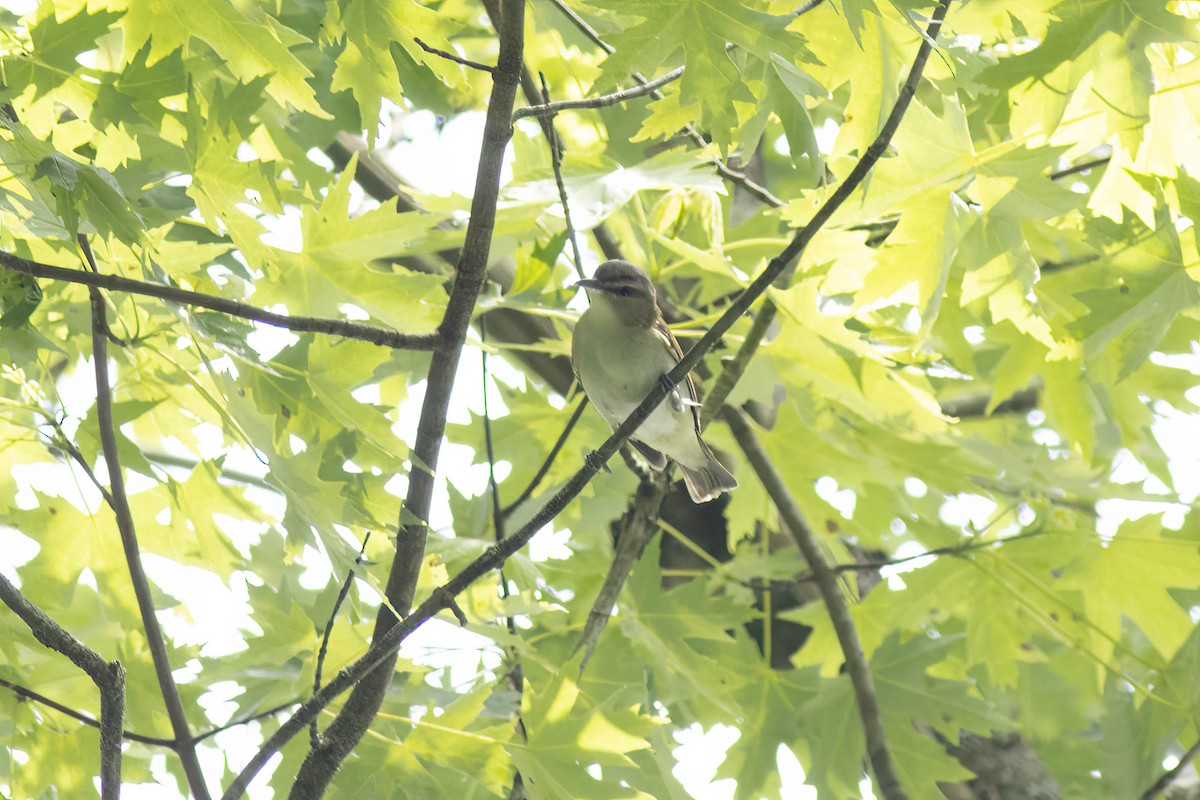 Red-eyed Vireo - Ed Vigezzi