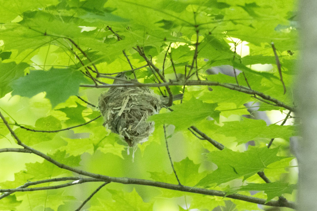 Red-eyed Vireo - Ed Vigezzi