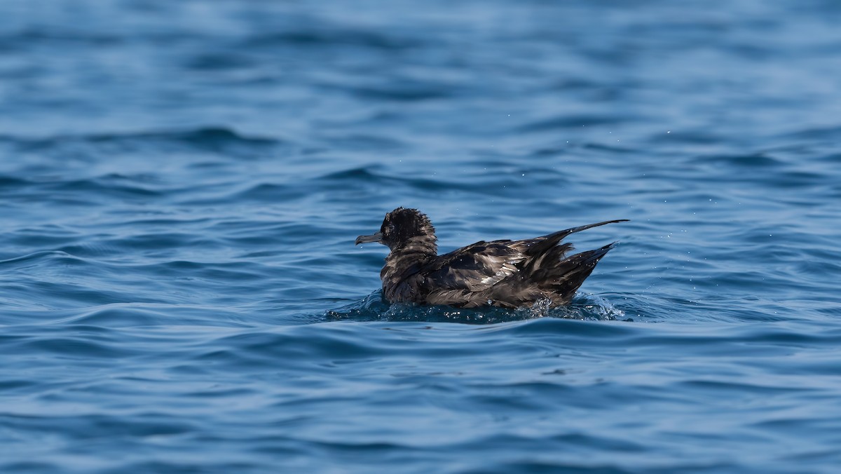 Sooty Shearwater - Nasir Almehrzi