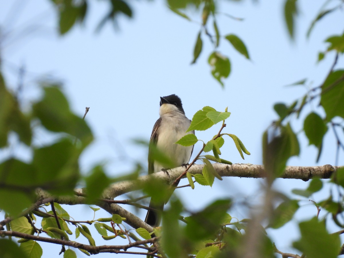 Eastern Kingbird - ML619539103