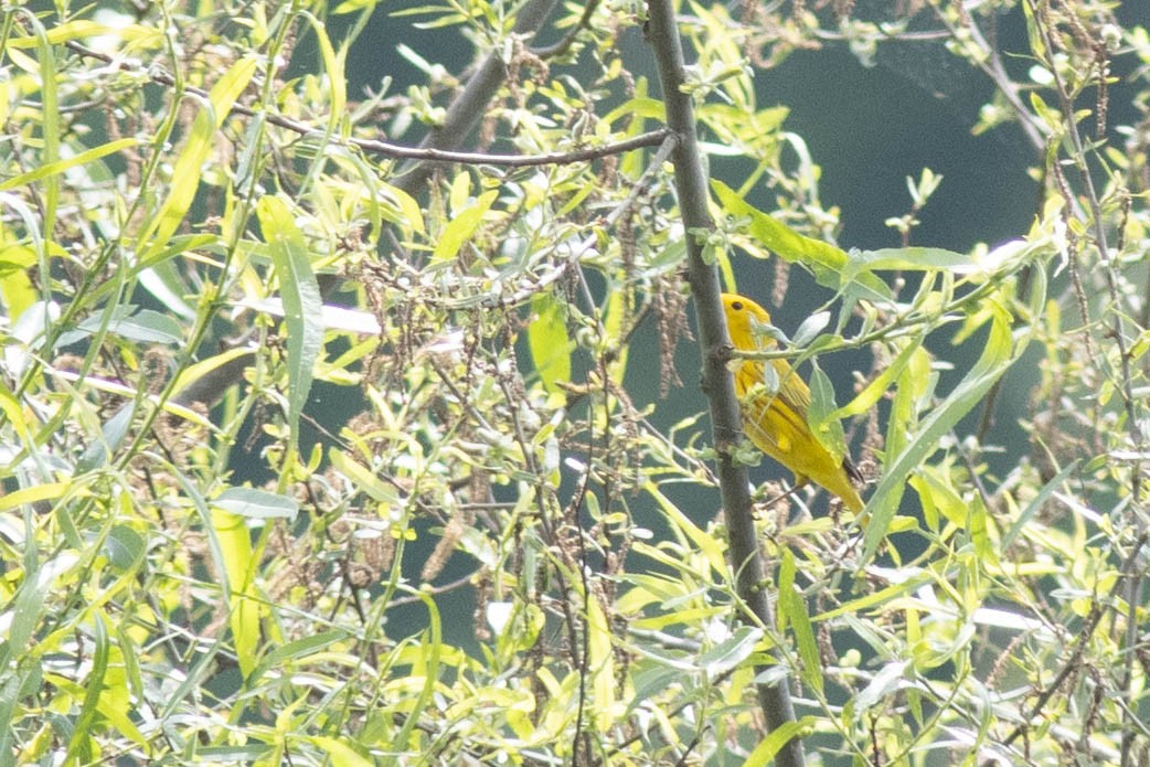 Yellow Warbler - Ed Vigezzi